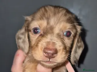 Dachshund dogs Kc registered miniature long coat dachshund - Advert 16