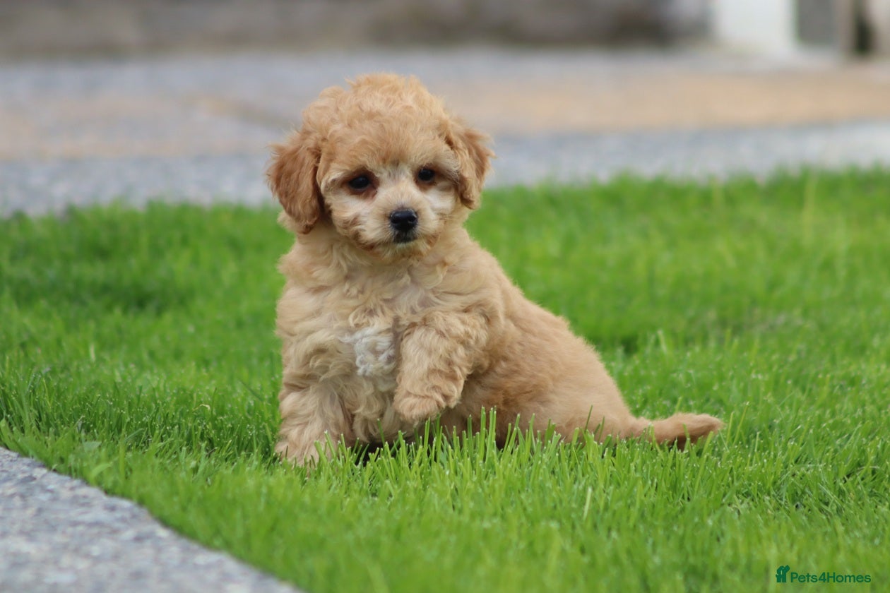 Cavapoo dogs Beautiful Cavapoo puppies for sale - Advert 2