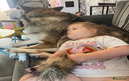 Saarloos Wolfdog dogs for stud: For stud - Image 4