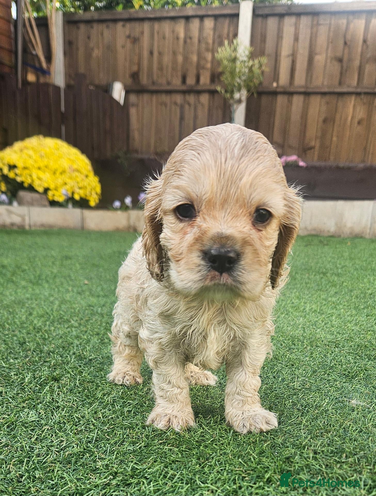 Cockapoo dogs extensively DNA tested American cockerpoo  - Advert 1
