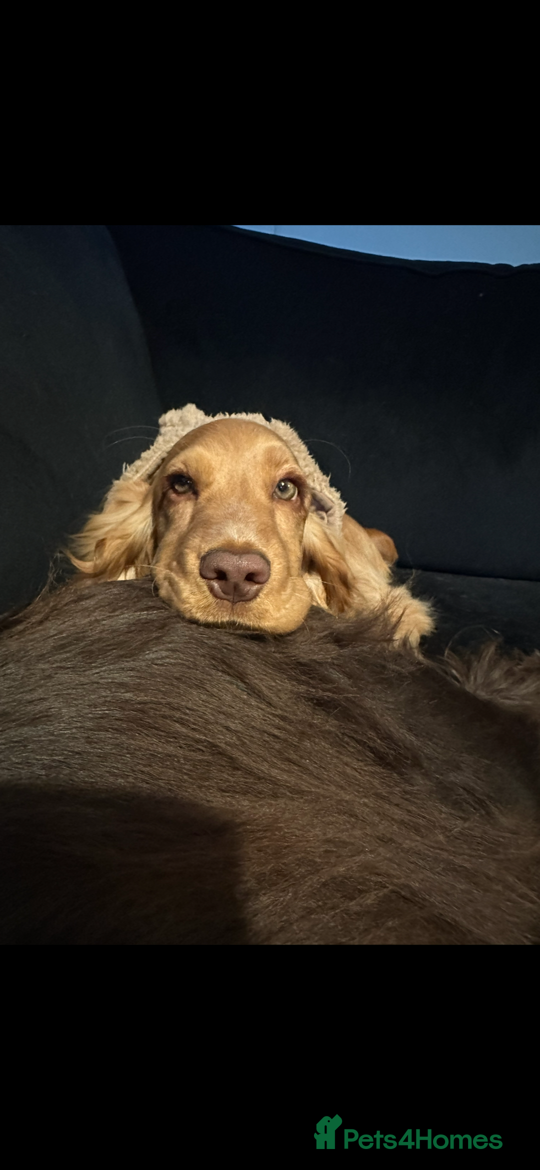 Cocker Spaniel dogs for sale: Fully health tested KC show cocker spaniel  - Image 10