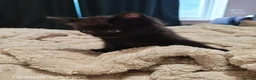 Mixed Breed cats for sale: Beautiful kittens - Advert 8