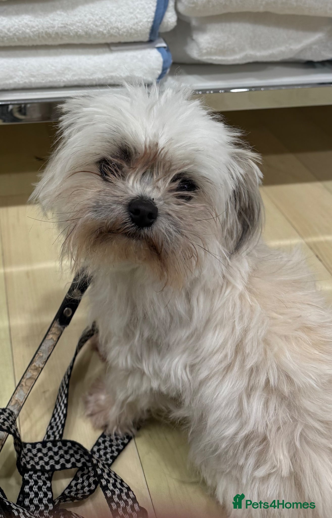 Mixed Breed dogs Chihuahua x Maltese 2 year old male dog - Advert 12