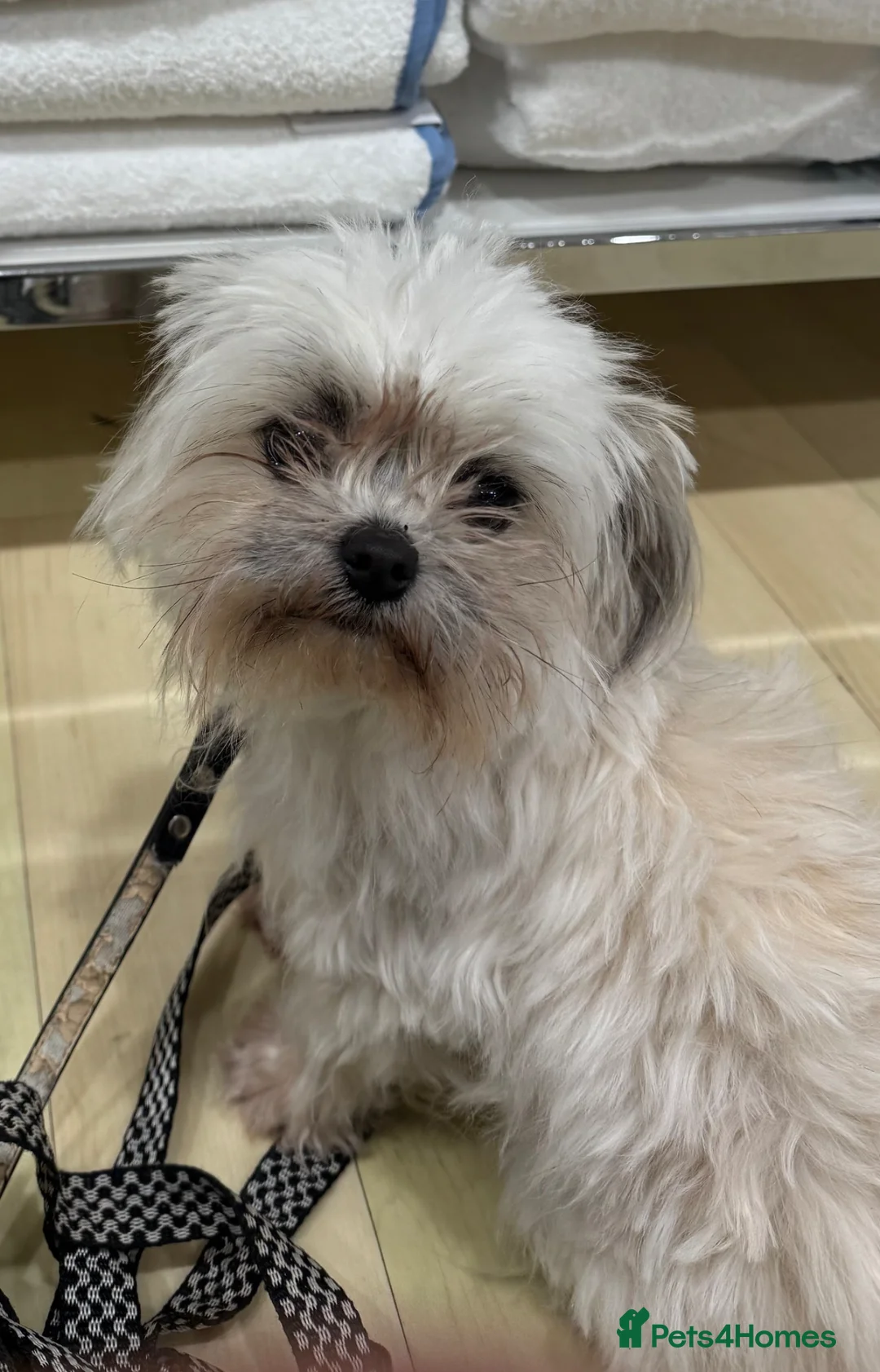 Mixed Breed dogs for sale: Chihuahua x Maltese 2 year old male dog in Lutterworth - Advert 1