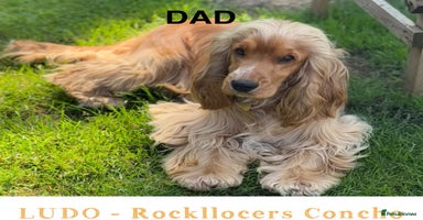 Cocker Spaniel dogs SHOW Cockers Spaniels due  - Advert 4