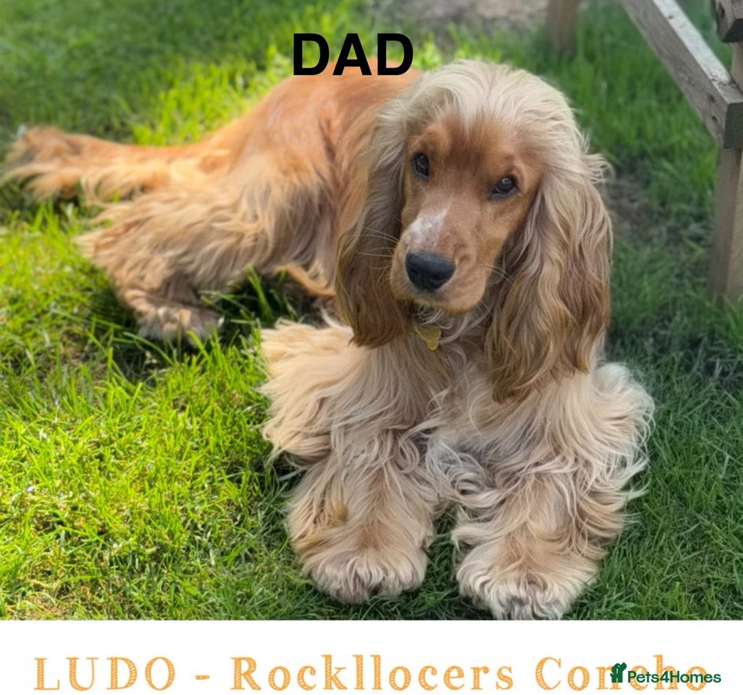 Cocker Spaniel dogs for sale: SHOW Cockers Spaniels due  - Advert 3