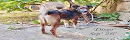 Mixed Breed dogs for adoption: Diego, 1-2 yrs old. Available for adoption. in Brixham - Advert 10