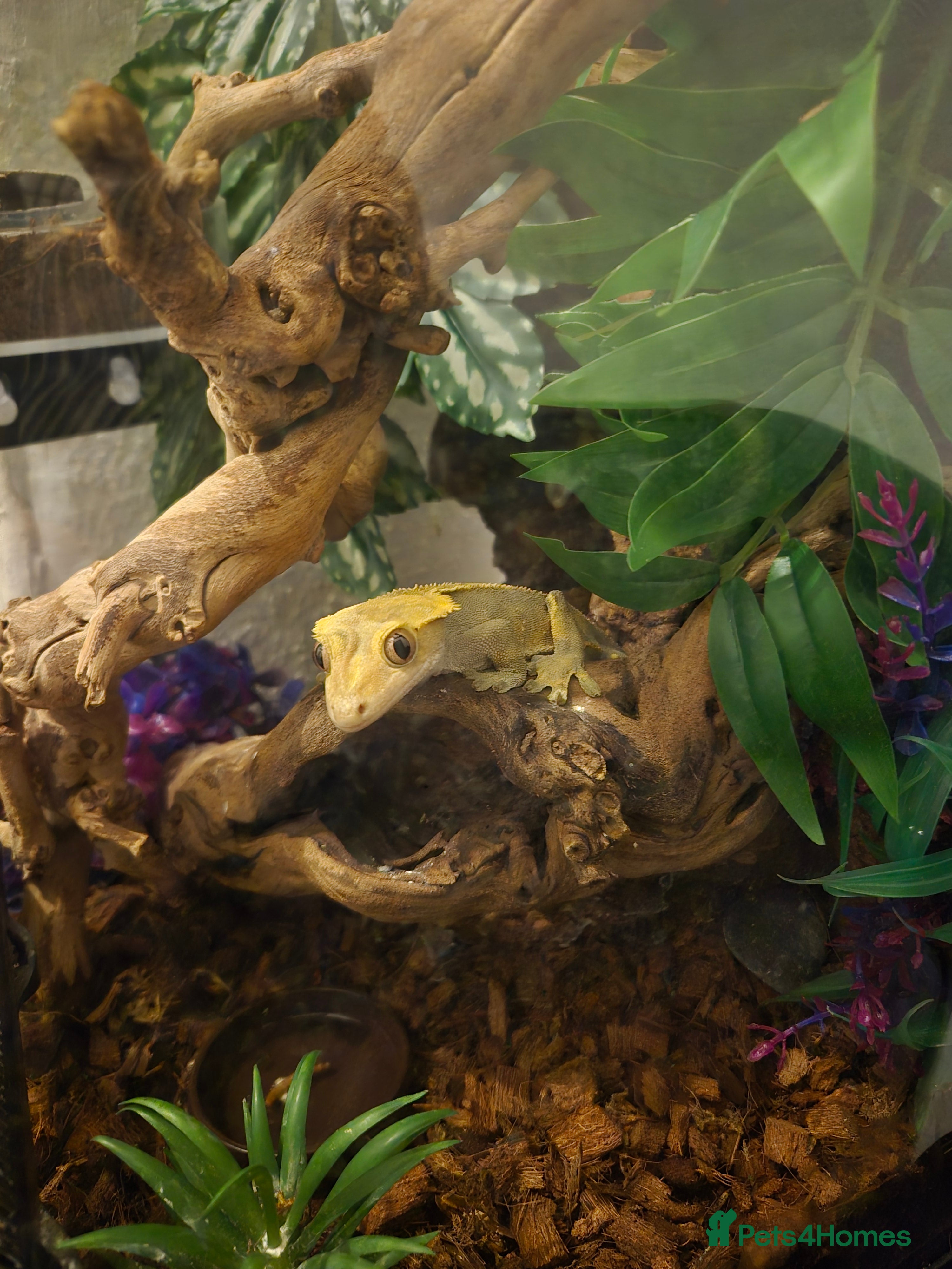 Gecko reptiles Harlequin Crested gecko with full setup - Advert 3
