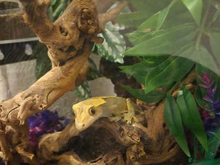 Gecko reptiles Harlequin Crested gecko with full setup - Advert 7