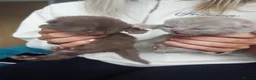 British Shorthair cats for sale: Kittens  - Advert 18