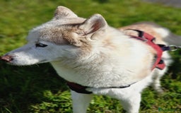 Siberian Husky dogs for sale: Hugo - siberian husky - Image 8