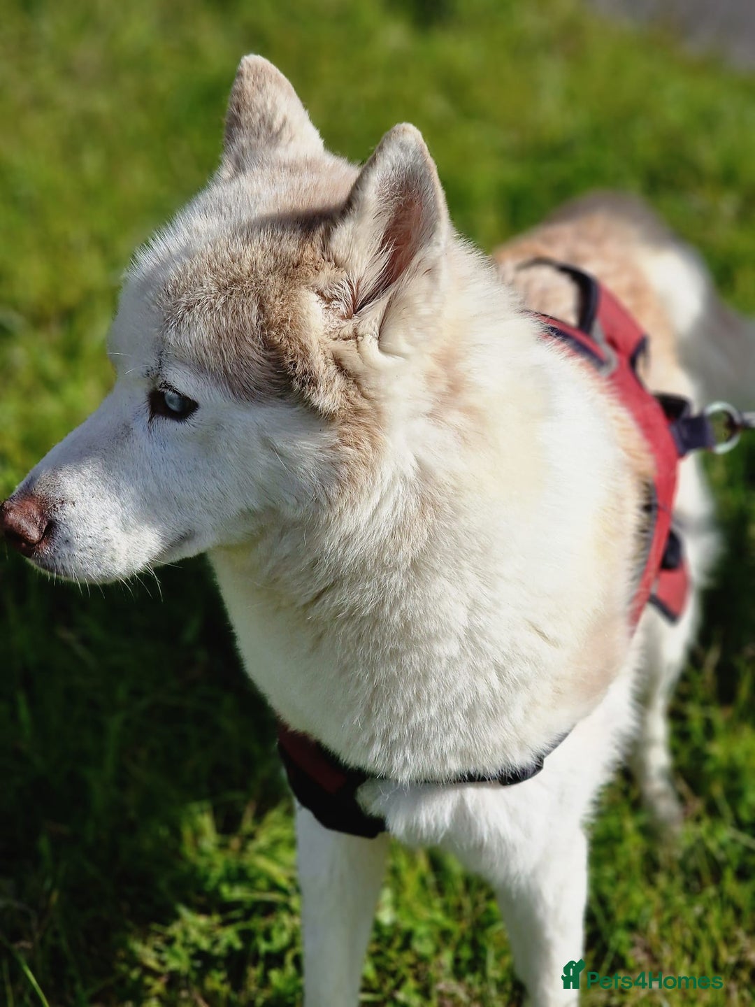 Siberian Husky dogs for sale: Hugo - siberian husky - Image 8