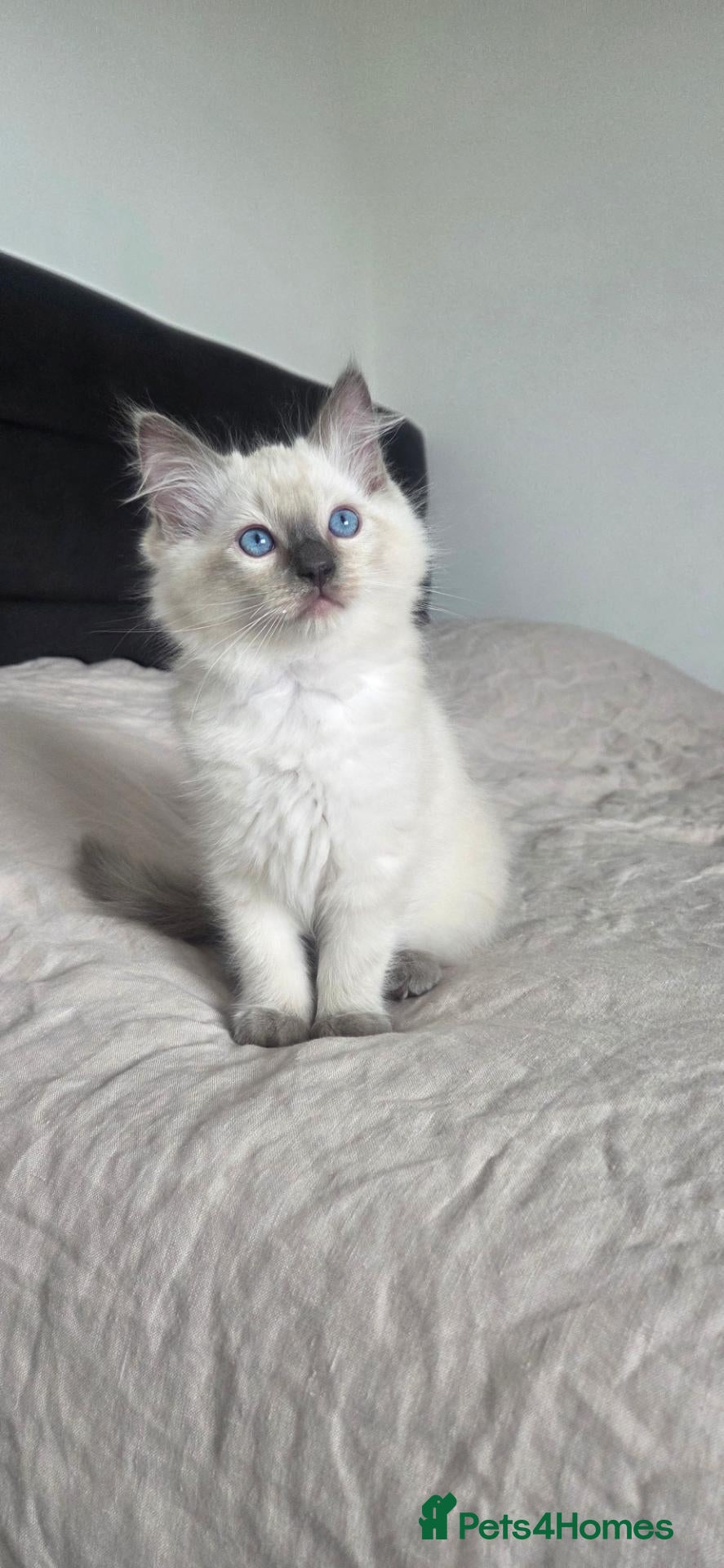 Ragdoll cats  2 Beautiful Ragdoll Boys 🐾 - Advert 1