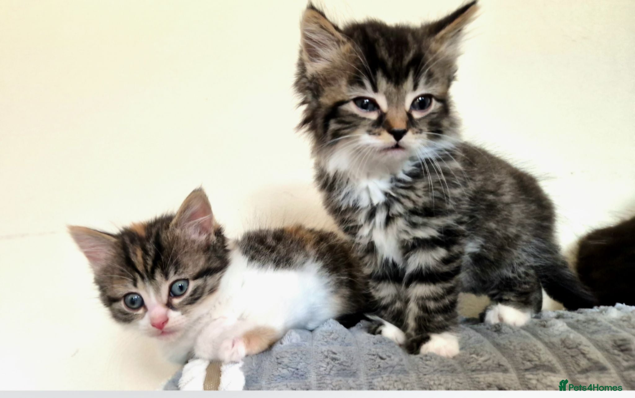 Mixed Breed cats Adorable Kittens for sale - Advert 1