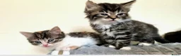Mixed Breed cats for sale: Adorable Kittens for sale - Advert 22