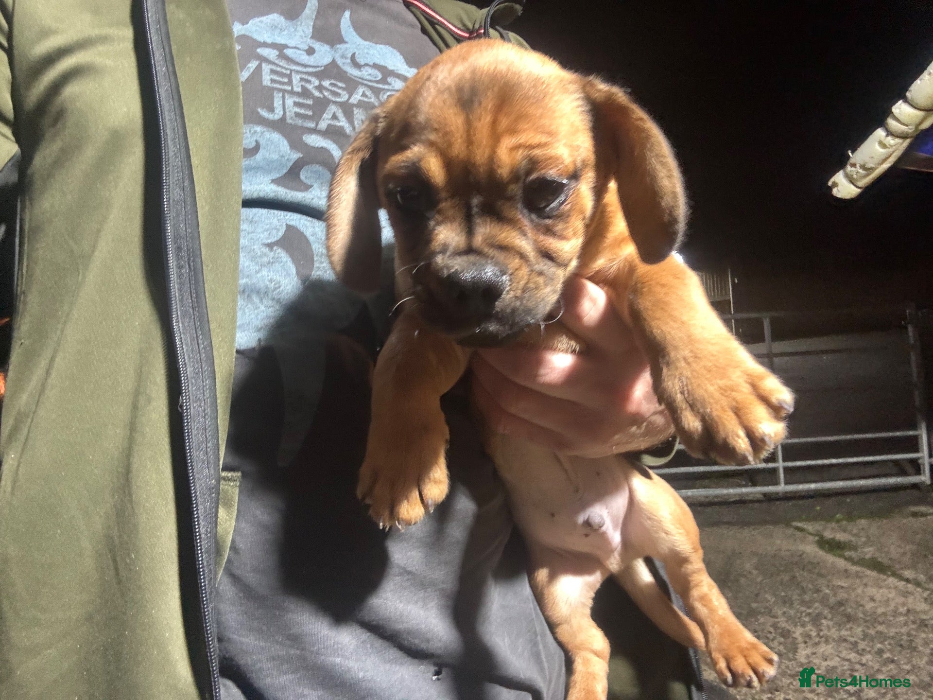 Mixed Breed dogs for sale:  Miniature dachshund x pug reduced price - Advert 22