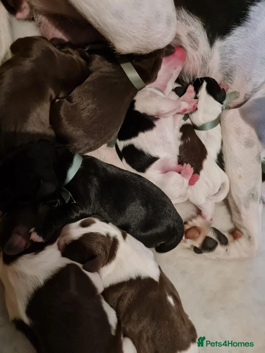 Cocker Spaniel dogs for stud: George - Professional Stud Service  in Eastleigh - Advert 16