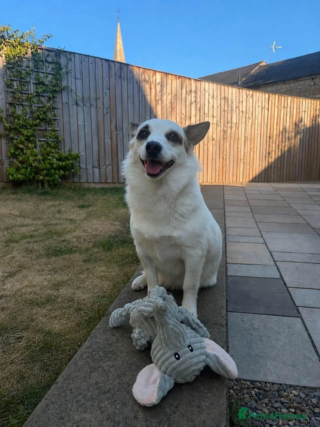 Mixed Breed dogs for adoption: Nancy - Advert 2