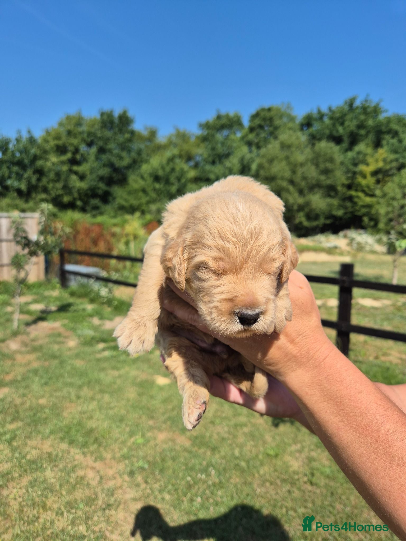 Goldendoodle dogs 🌟Standard Goldendoodle Puppies 🌟 - Advert 2