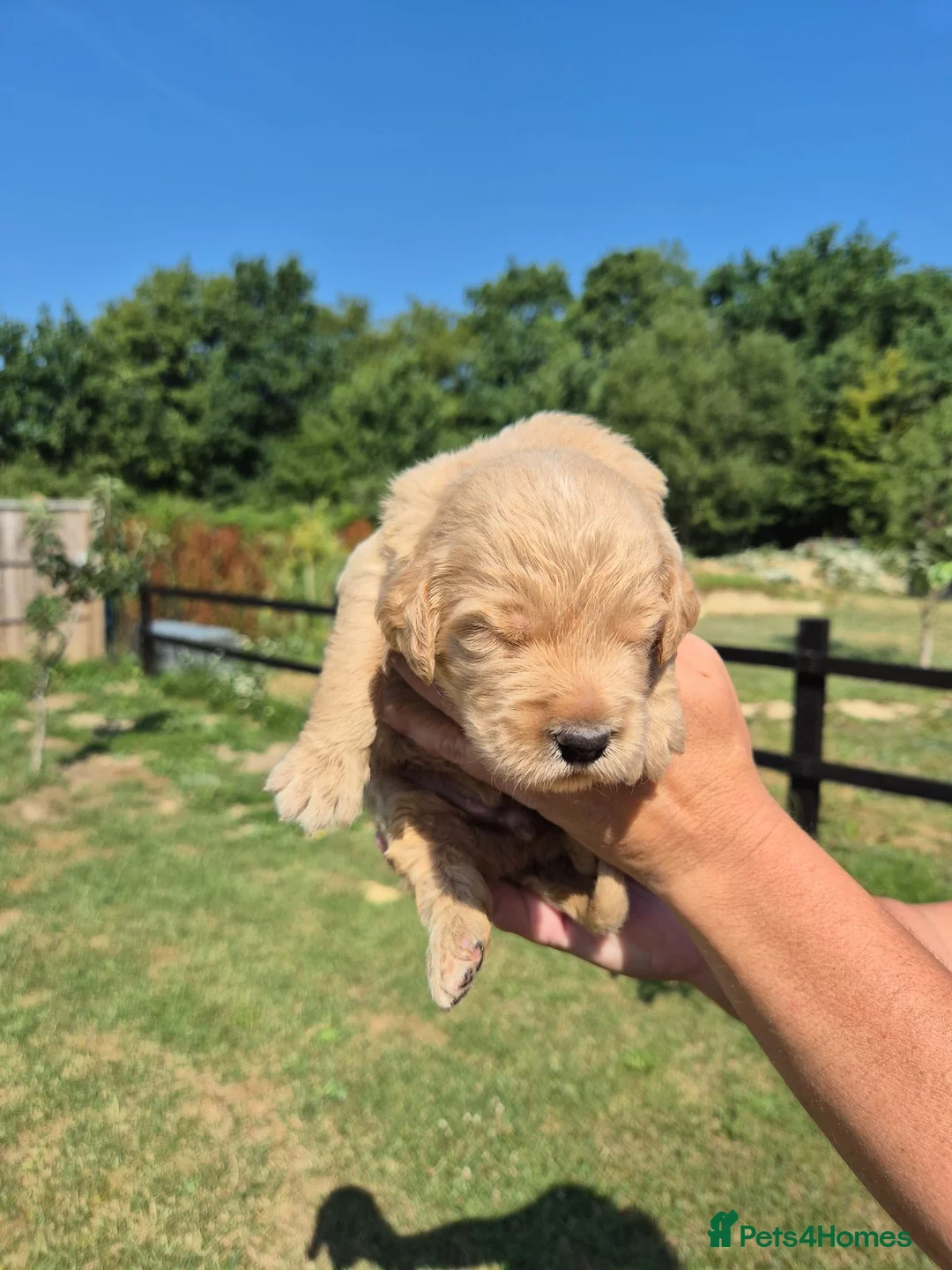 Goldendoodle dogs for sale: 🌟Standard Goldendoodle Puppies 🌟 - Advert 2