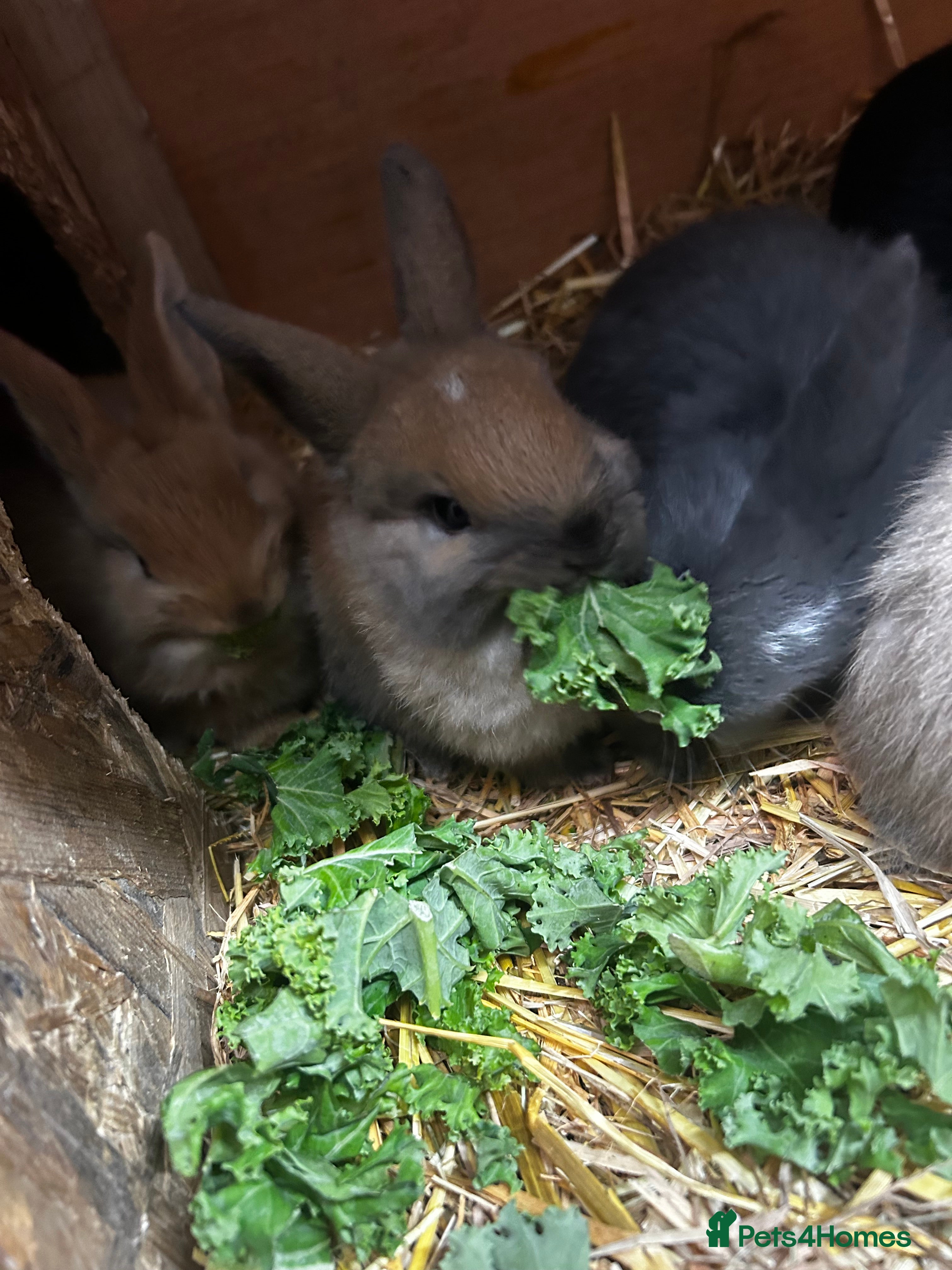 Mixed Breed rabbits Mini lop x lop 3 left ready 10th Jan - Advert 5
