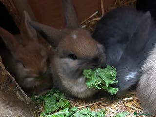 Mixed Breed rabbits Mini lop x lop 3 left ready 10th Jan - Advert 5