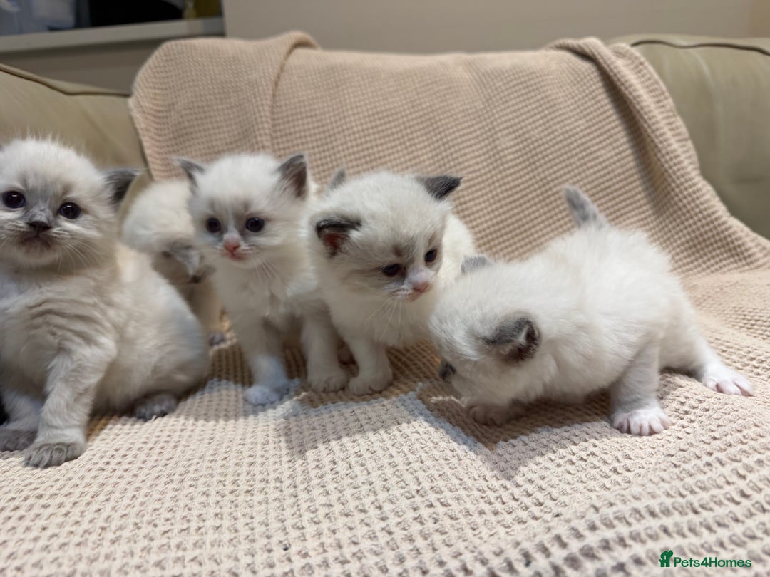 Ragdoll cats for sale: 5 PURE adorable💙💗Ragdolls💗💙ready to leave soon - Advert 10
