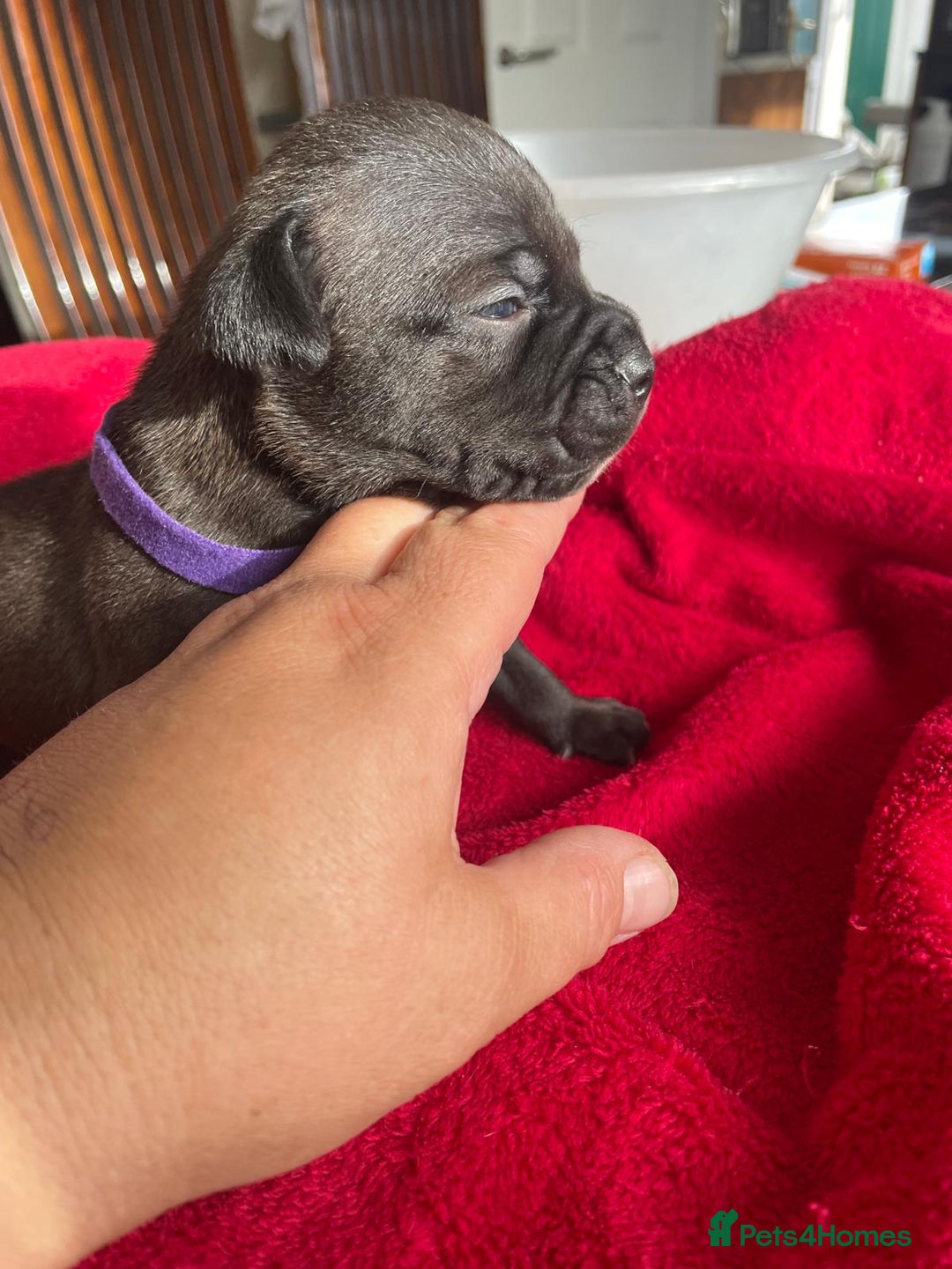 Staffordshire Bull Terrier dogs for sale: Mariusz  - Image 15