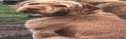 Hungarian Vizsla dogs for sale: Wire haired Hungarian Viszla  - Advert 8