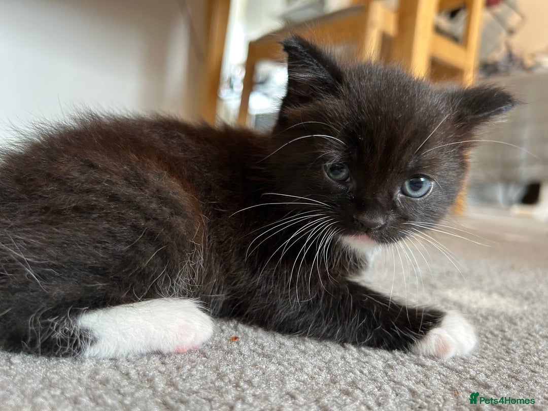 Domestic Shorthair cats for sale: Domestic longhair kittens - Image 8