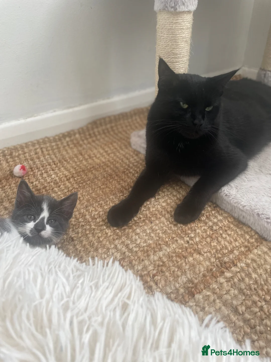 Mixed Breed cats for sale: Beautiful quarter bengal x Maine coone mix  - Advert 4