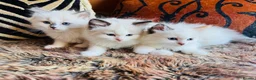 Ragdoll cats for sale: Ragdoll kittens  - Advert 3