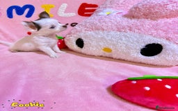 Chihuahua dogs for sale: 🔥 Adorable long-haired Chihuahua puppies for sale - Image 12