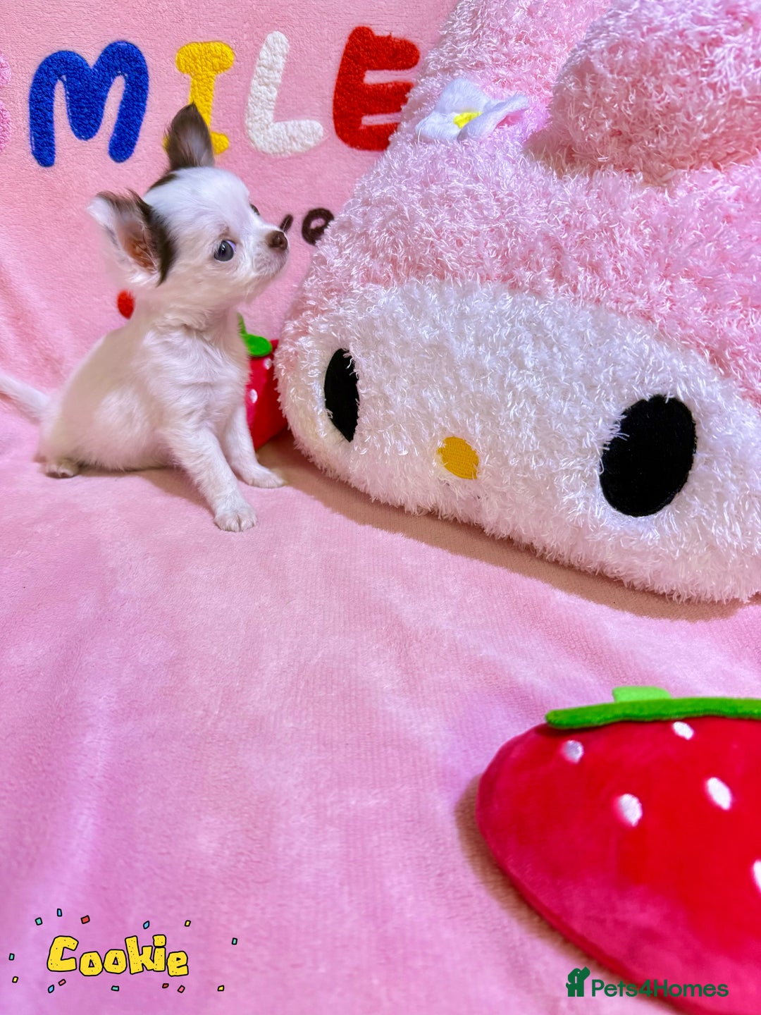 Chihuahua dogs for sale: 🔥 Adorable long-haired Chihuahua puppies for sale - Image 12