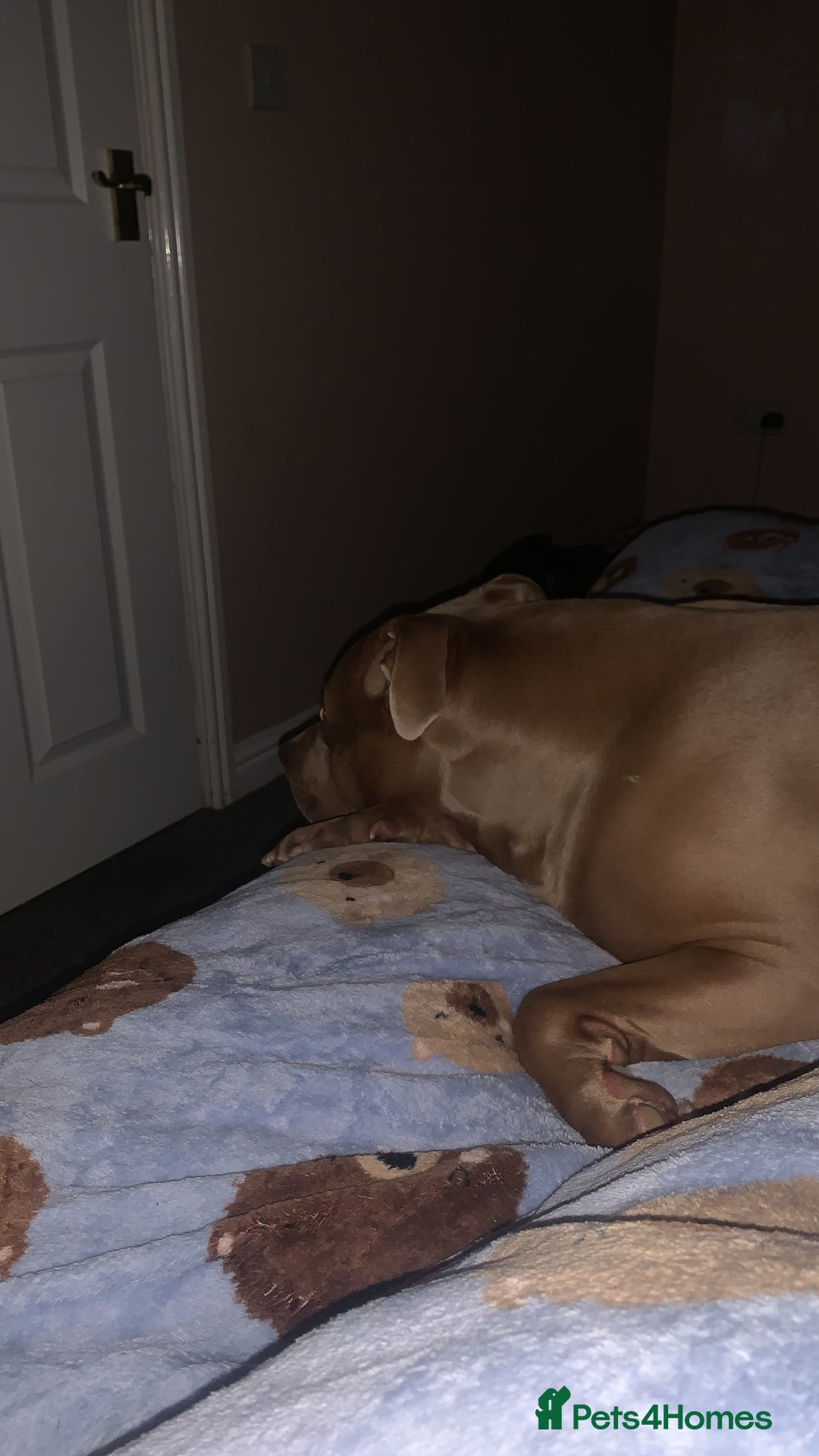 Mixed Breed dogs for sale: Lorenzo  - Advert 3