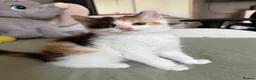 Mixed Breed cats for sale: Last Available Kitten Looking for Forever Home - Advert 11