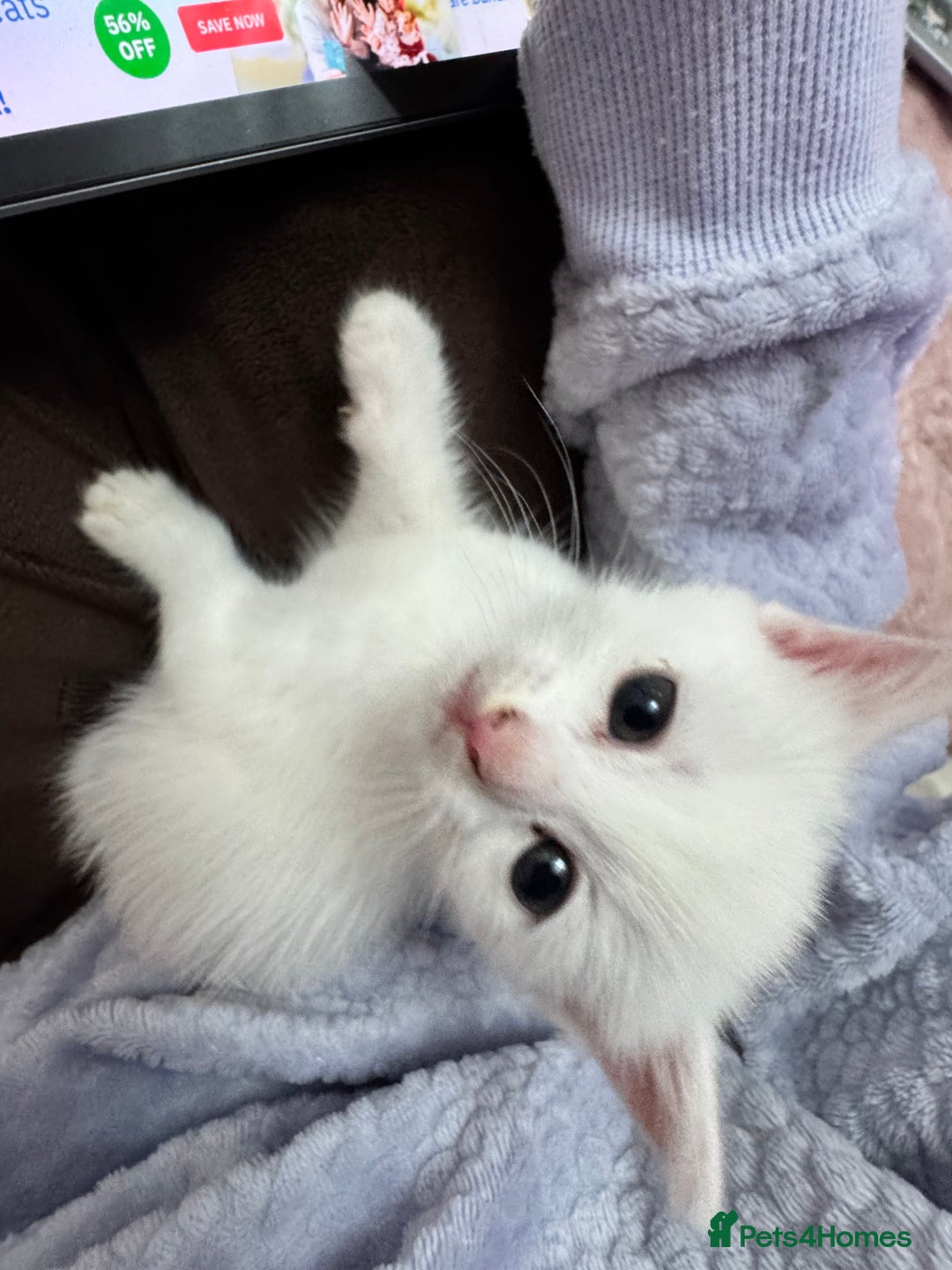 Mixed Breed cats for sale: adorable, cuddly kittens ready to go this weekend - Advert 1