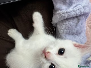 Mixed Breed cats adorable, cuddly kittens ready to go this weekend - Advert 8