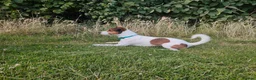 Jack Russell dogs for stud: PROVEN Jack Russell Terrier for Stud in Carshalton - Advert 8