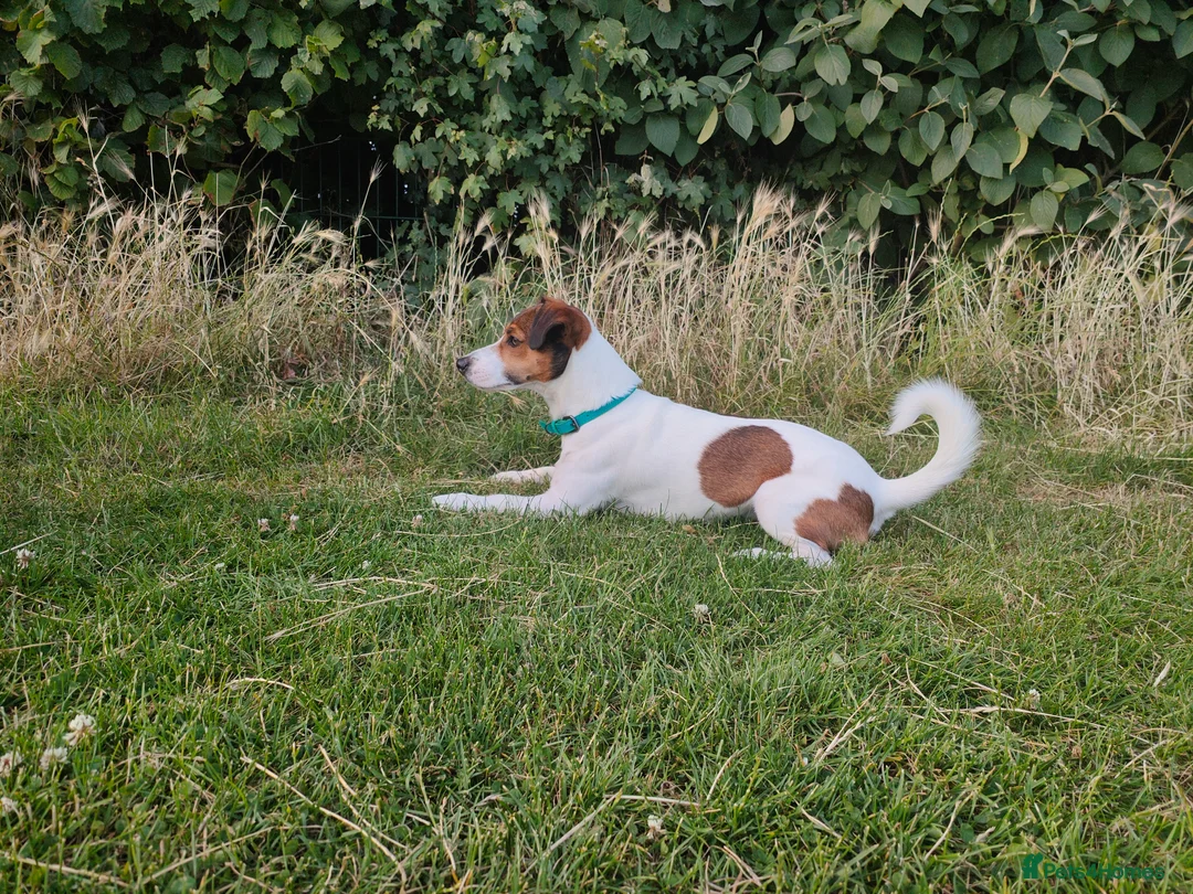Jack Russell dogs for stud: PROVEN Jack Russell Terrier for Stud in Carshalton - Advert 8