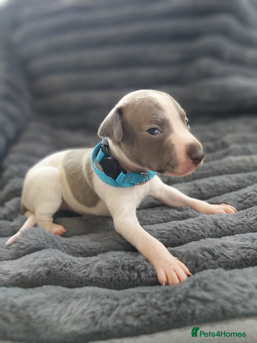 Italian Greyhound dogs for sale: READY TO GO IN 5 DAYS  - Advert 39