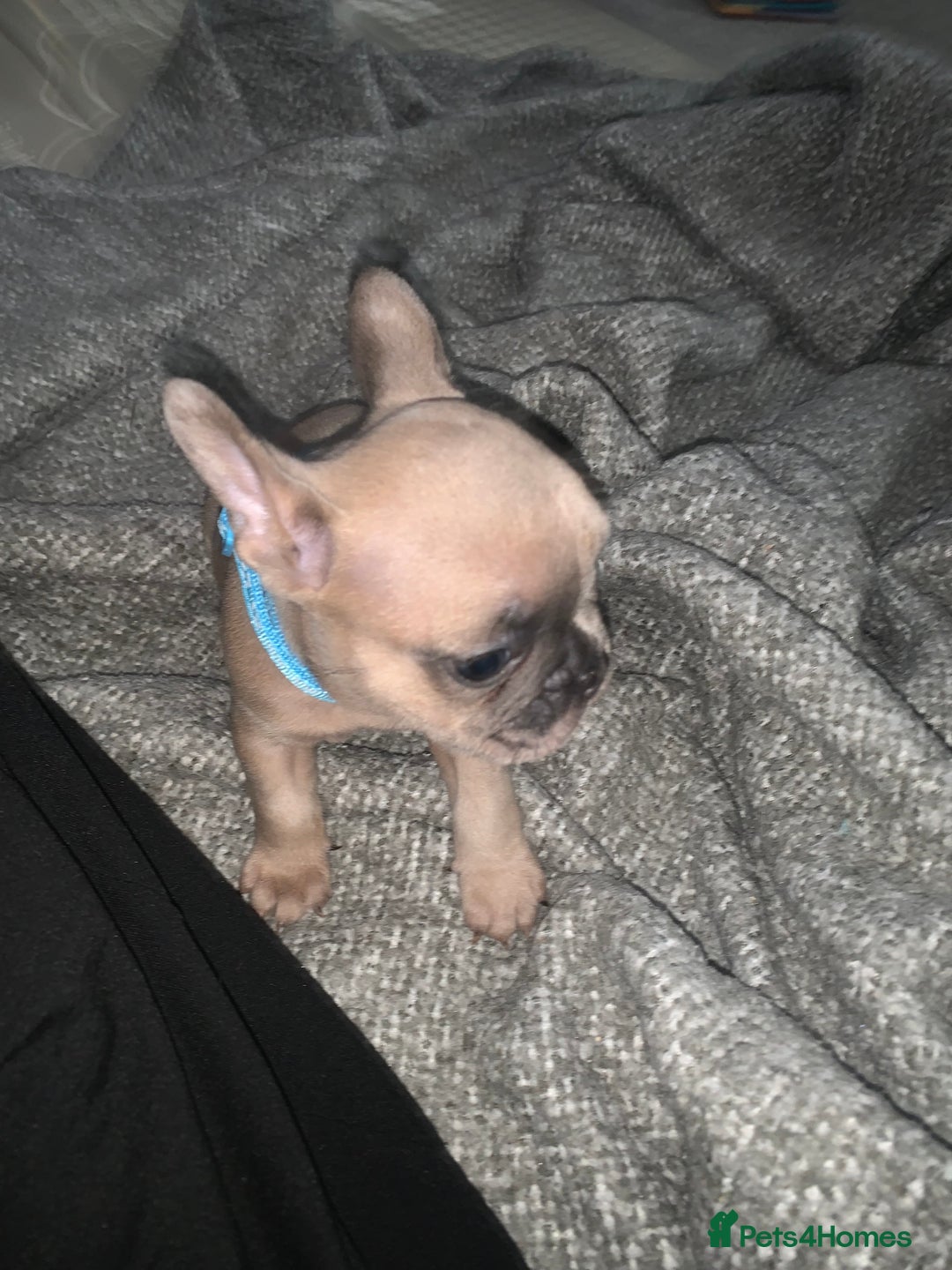 French Bulldog dogs for sale: REDUCED!!🥰Ready SOON 🐾 French bulldog puppies - Image 18