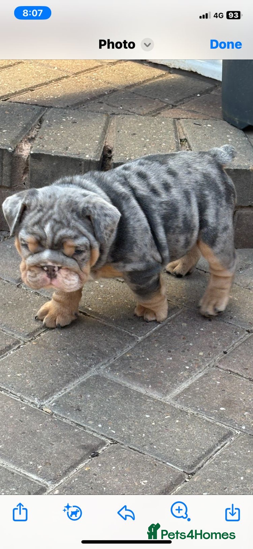 English Bulldog dogs for stud: Almighty Enzo Direct Iceman Son in Wirral - Image 13