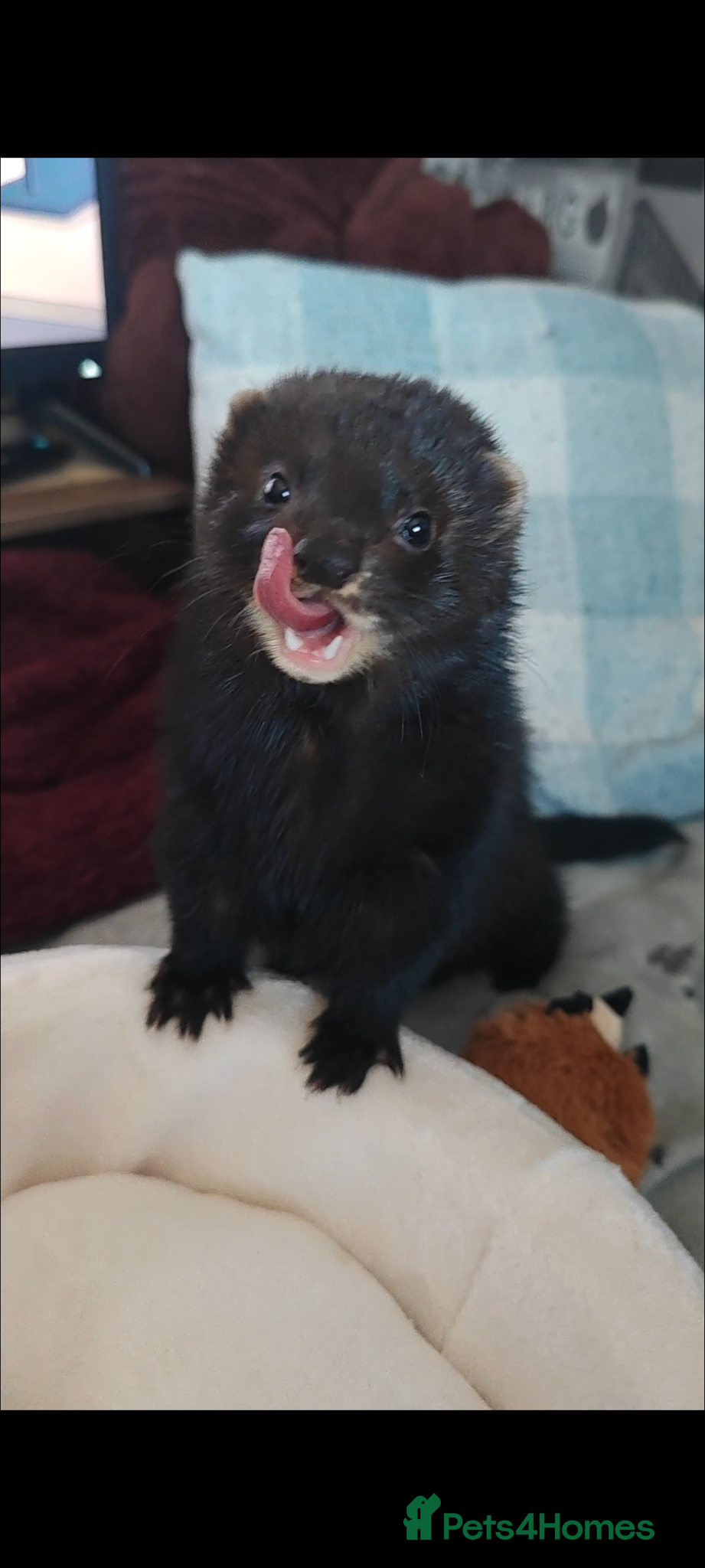 Ferret rodents 11 month old brown ferret  - Advert 4