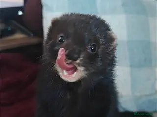 Ferret rodents 11 month old brown ferret - Advert 4