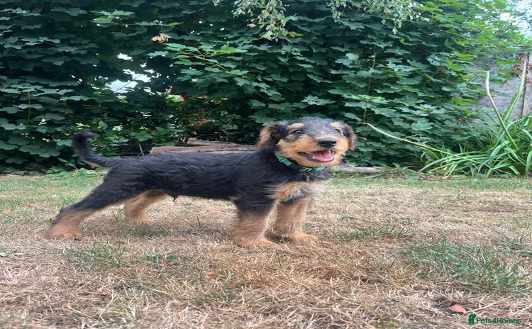 Airedale Terrier dogs in Fordingbridge - Advert 2