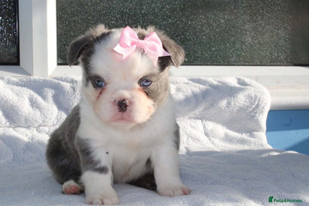 French Bulldog dogs for sale: Fluffy frenchie ready to leave  - Advert 15