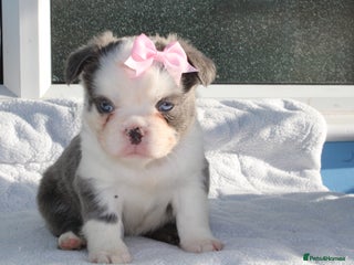 French Bulldog dogs Price reduced!! Fluffy frenchie ready to leave - Advert 2