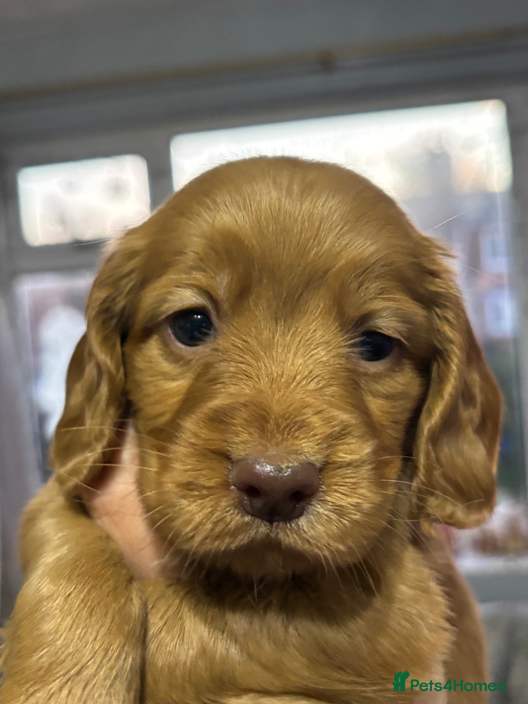 Cocker Spaniel dogs for sale: 4 Beautiful Female Cocker Spaniel Pups For Sale - Advert 5