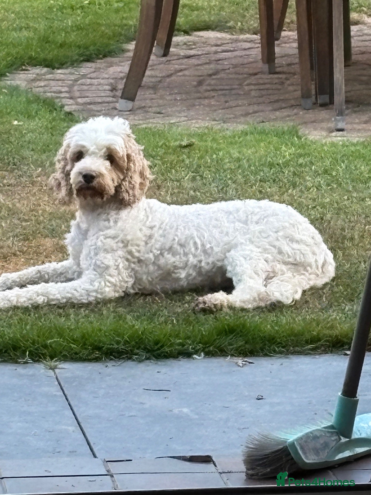 Cockapoo dogs Cockapoo Puppies   Gorgeous! - Advert 1
